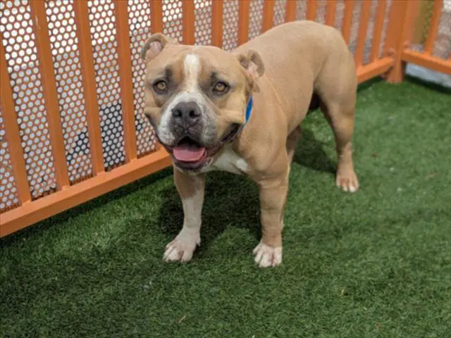 Mr Grover - American Pit Bull Terrier