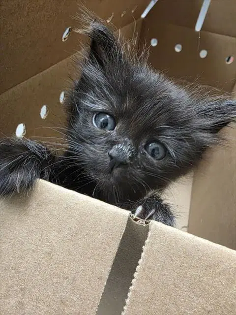 Spot - Domestic Medium Hair