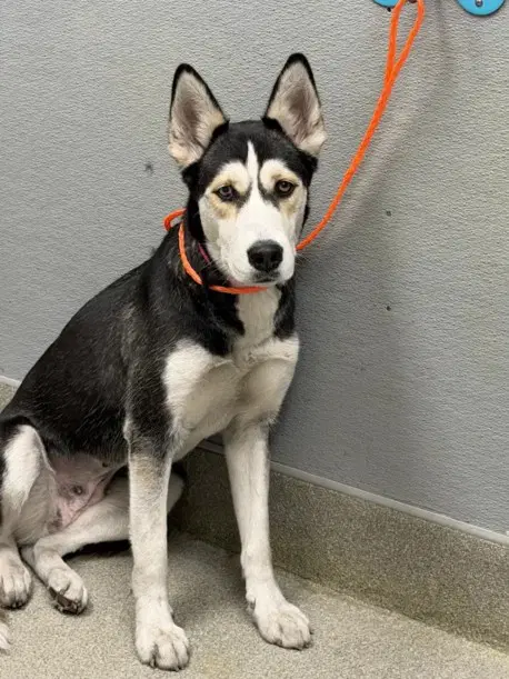 Lady Kilo Runner - Siberian Husky