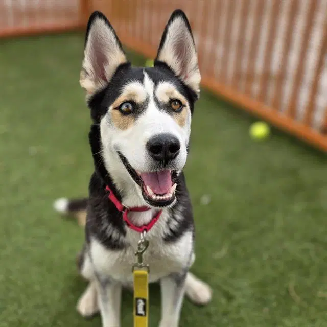 Lady Kilo Runner - Siberian Husky