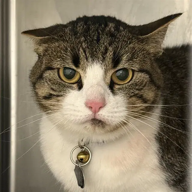 Abrai - Domestic Short Hair