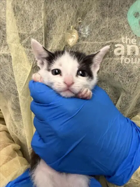 Raclette - Domestic Short Hair