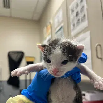 Swiss - Domestic Short Hair
