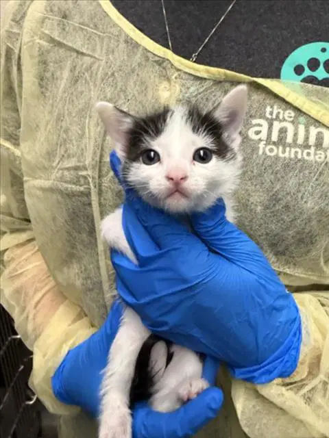 Swiss - Domestic Short Hair