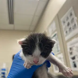 Feta - Domestic Short Hair
