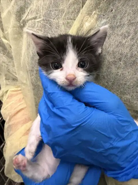 Feta - Domestic Short Hair