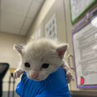 Parmesean - Domestic Short Hair
