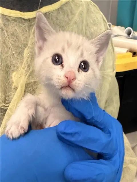 Parmesean - Domestic Short Hair