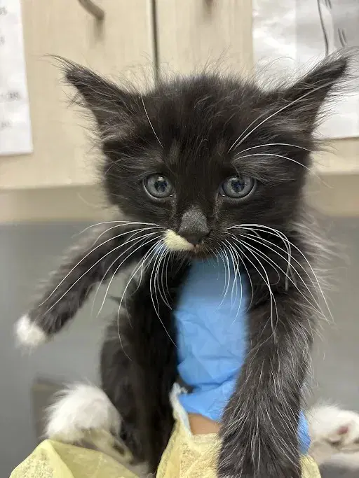 Mack - Domestic Medium Hair