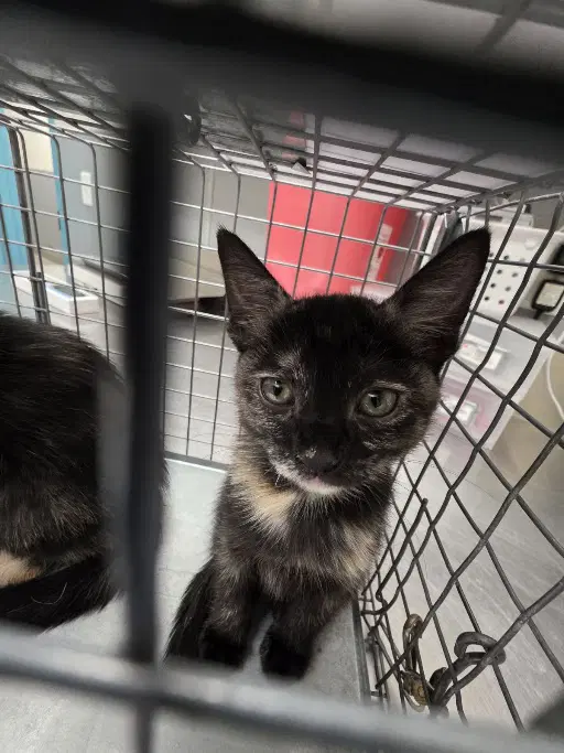 Unknown - Domestic Short Hair