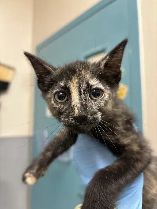 Unknown - Domestic Short Hair