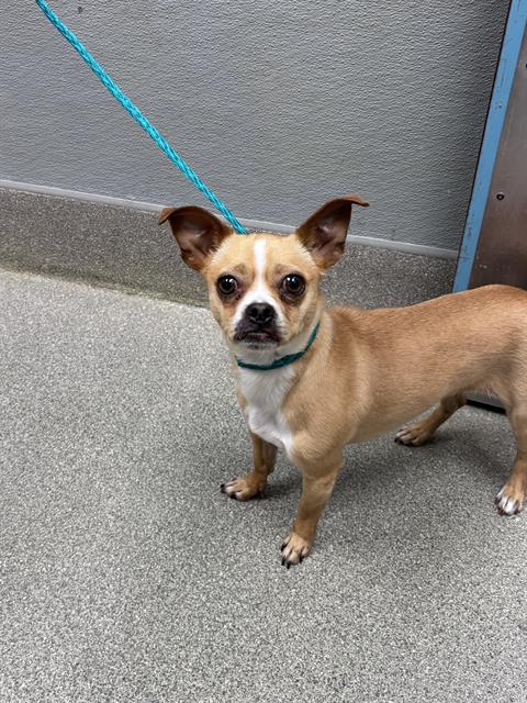 Britney - Chihuahua