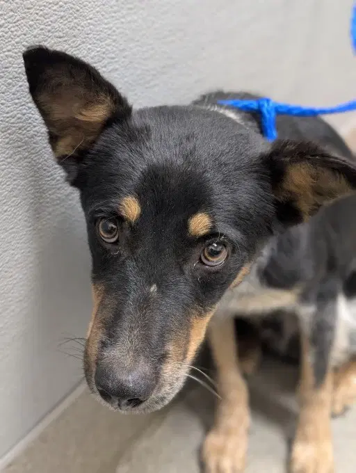 Mousy - Australian Cattle Dog/Blue Heeler