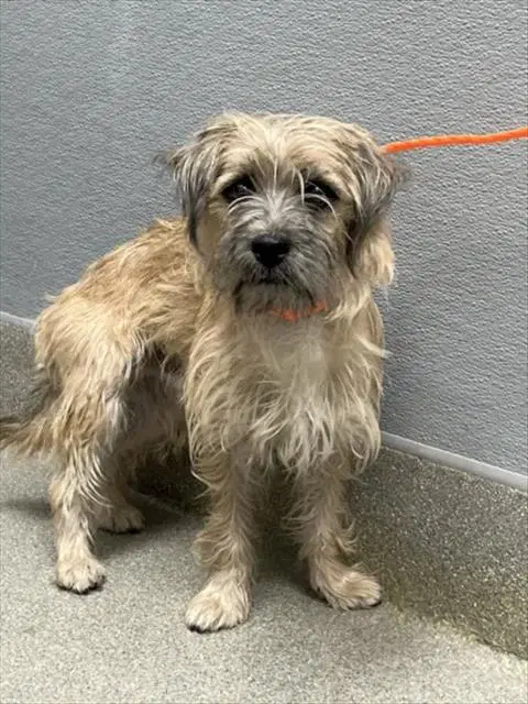 Max - Terrier