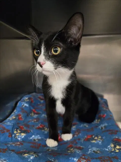 Sushi - Domestic Short Hair