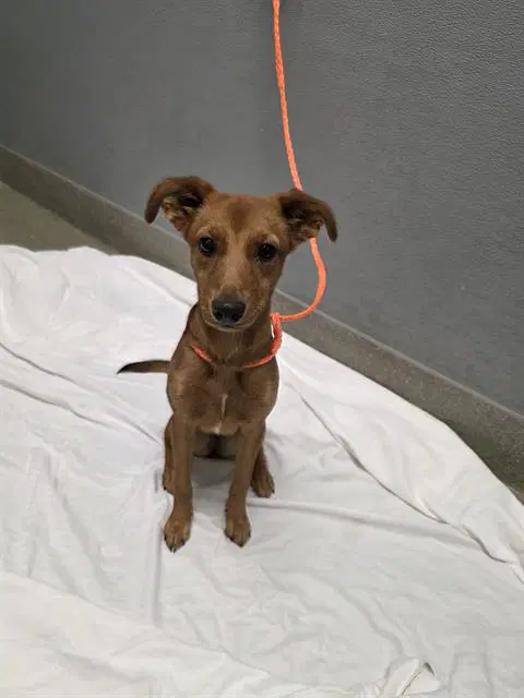 Lady Bug - Chihuahua