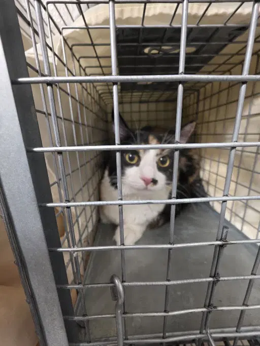 Monroe - Domestic Long Hair