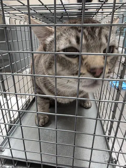 Tigger - Domestic Short Hair