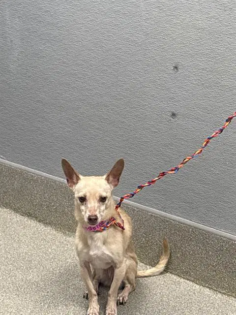 Syke - Chihuahua