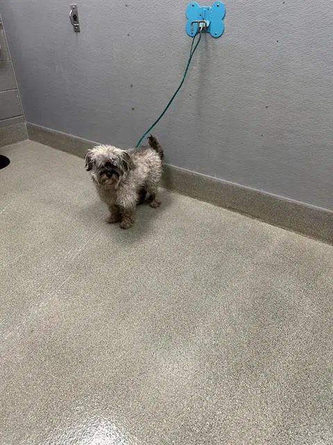 Chester - Poodle (Miniature)