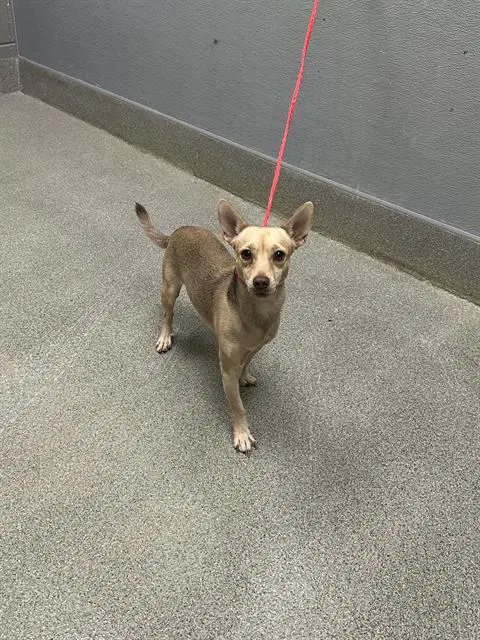 Jack Kelly - Chihuahua
