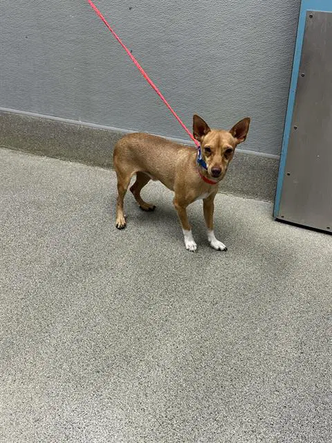Dave - Chihuahua