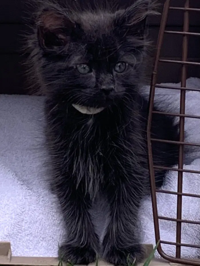 Bismo - Domestic Short Hair