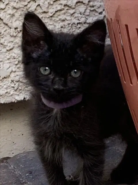 Lavender - Domestic Short Hair