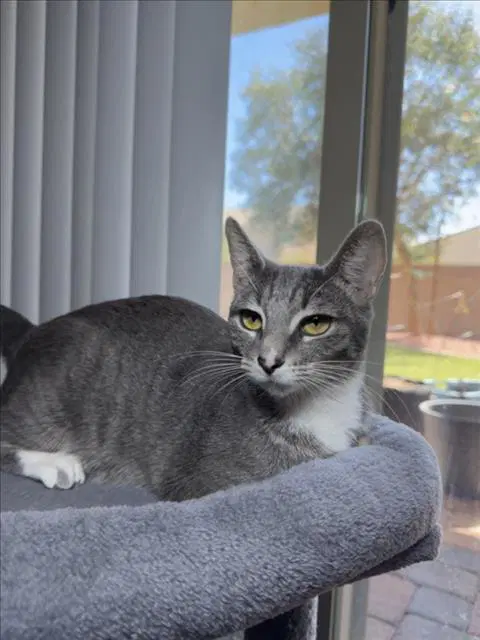 Bat - Domestic Short Hair