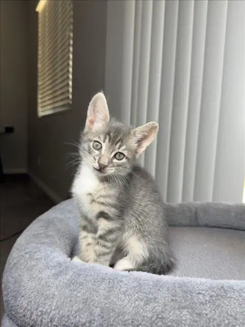 Jasper - Domestic Short Hair