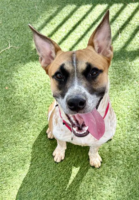 Miranda - Australian Cattle Dog/Blue Heeler