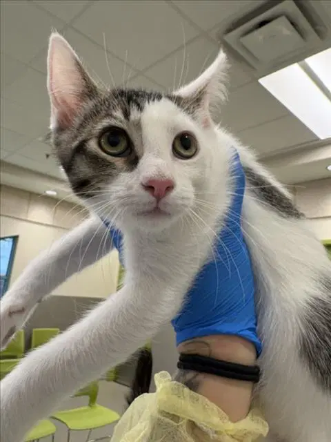 Patchuli - Domestic Short Hair