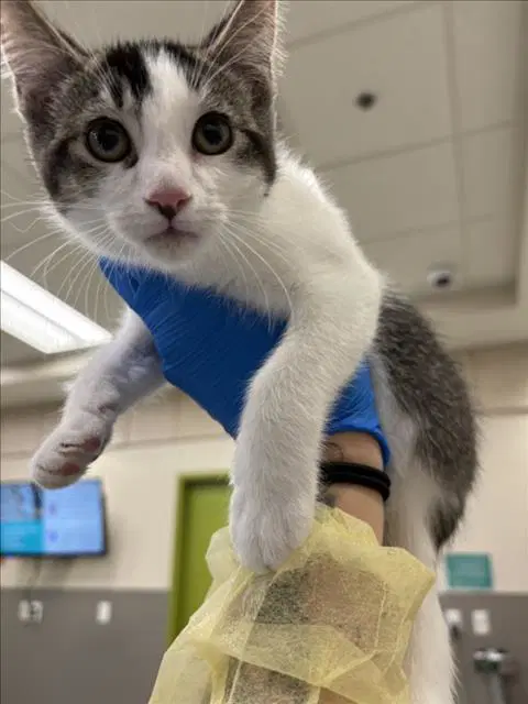 Sissy - Domestic Short Hair