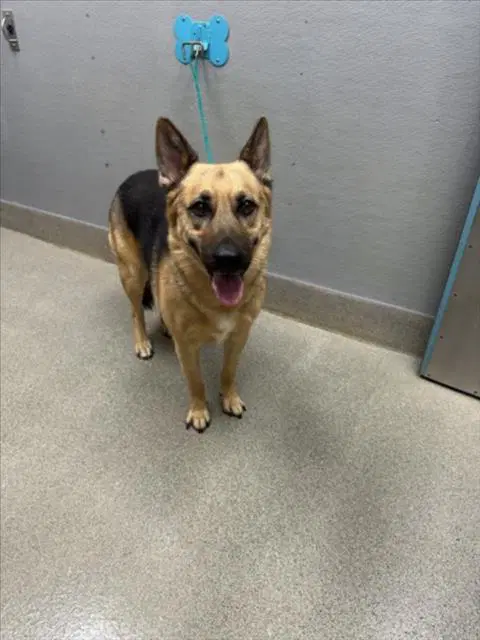 Bullet - German Shepherd Dog