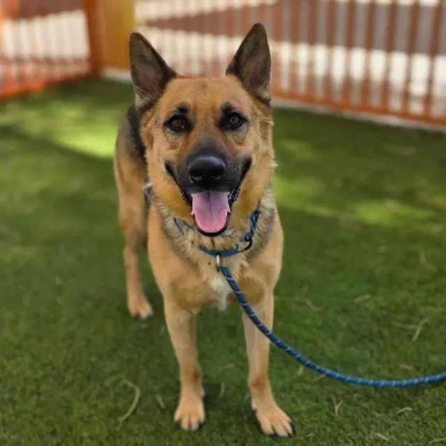 Bullet - German Shepherd Dog