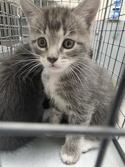 Cuddles - Domestic Short Hair