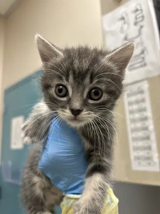 Sweets - Domestic Short Hair