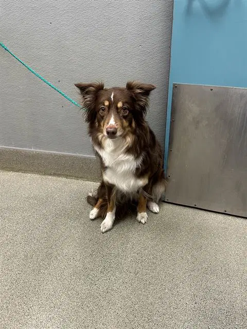 Belle - Australian Shepherd