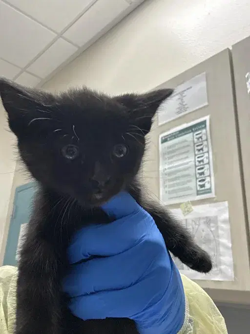Lucipurr - Domestic Medium Hair