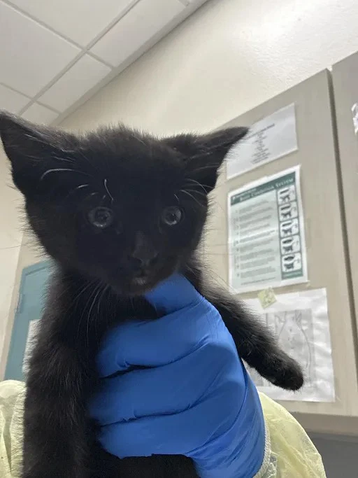 Lucipurr