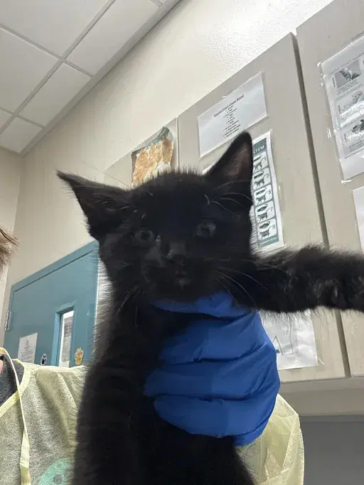 Chloe Decker - Domestic Medium Hair