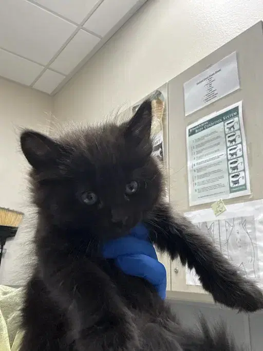 Mazikeen - Domestic Medium Hair