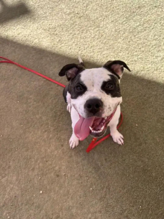 Petunia - Pit Bull Terrier
