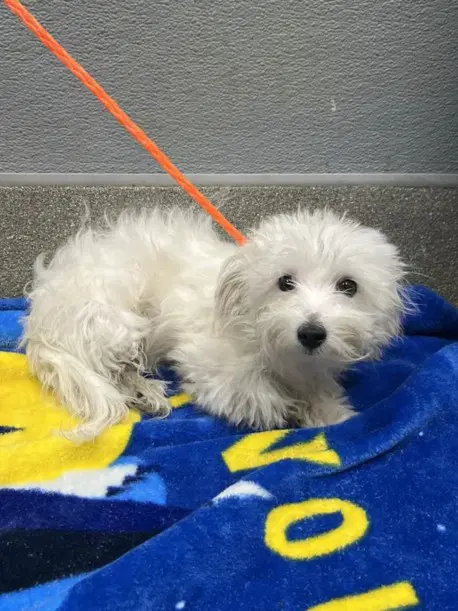 Baby Max - Terrier
