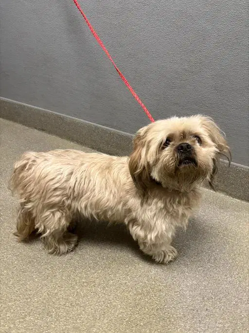 Kushma - Shih Tzu