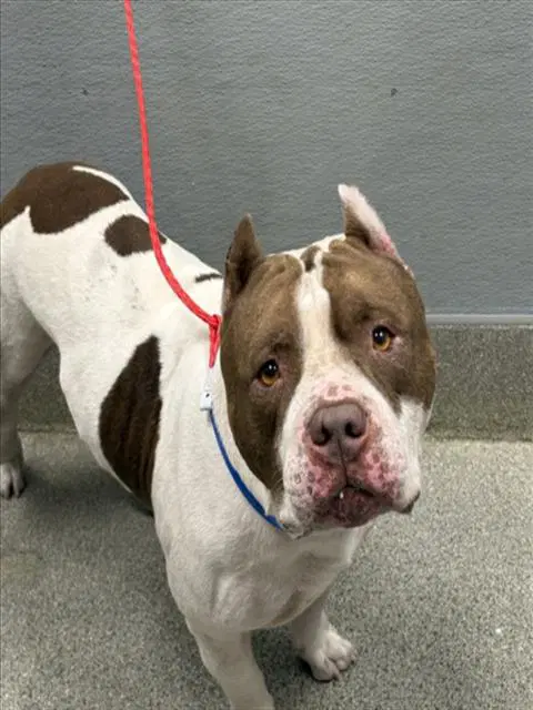 Bambam - Pit Bull Terrier