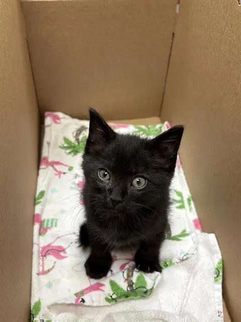 Mandarino - Domestic Short Hair