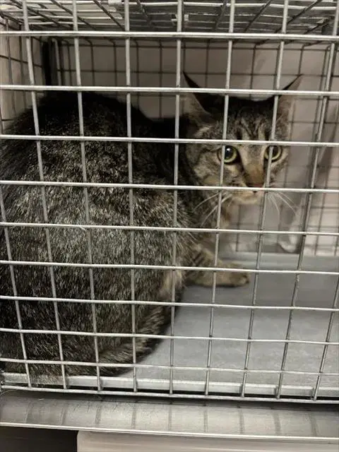 Chica - Domestic Short Hair