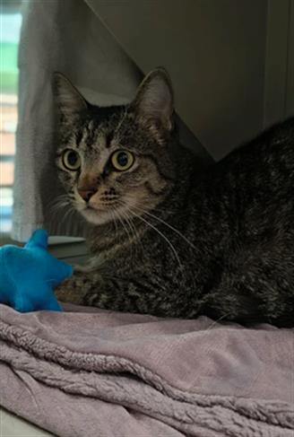 CHICA, a cat for adoption from The Animal Foundation - Las Vegas