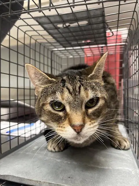 Riley - Domestic Short Hair
